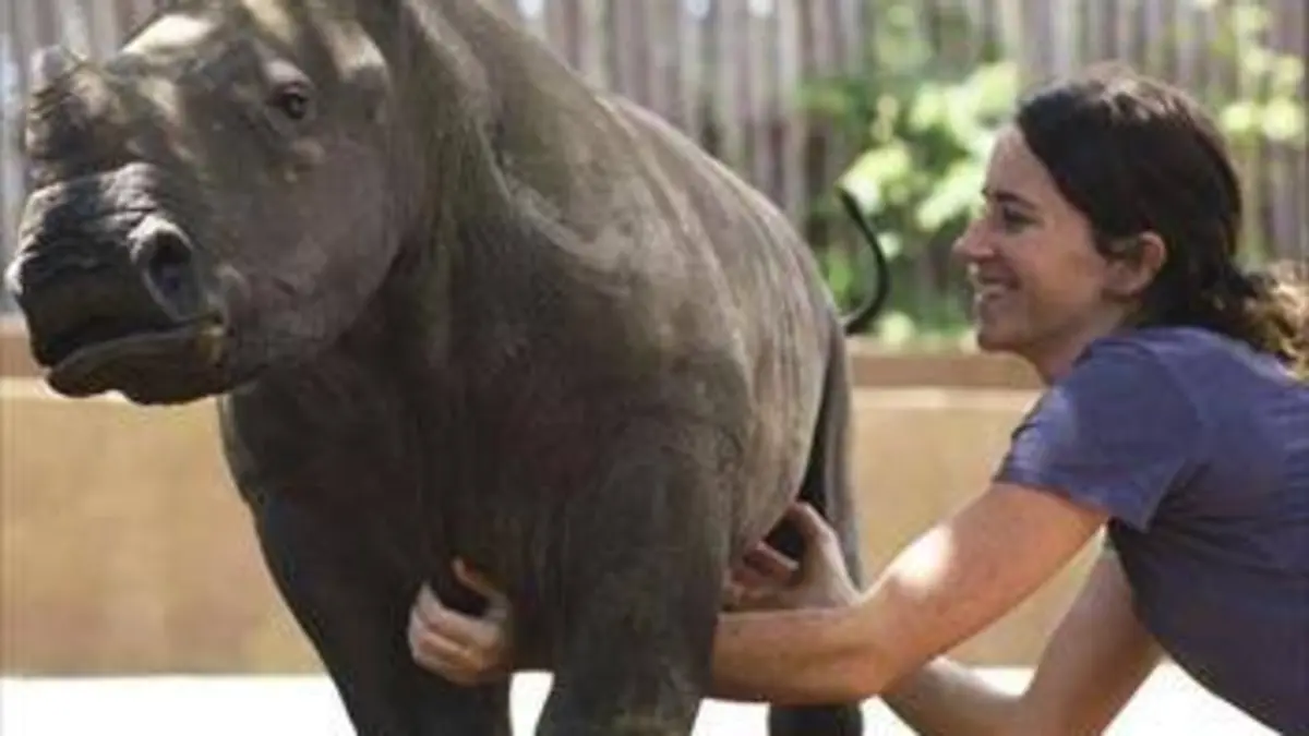 Orphelinat pour rhinos E01 Tendresse et gloutonnerie