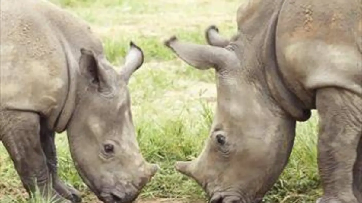 Orphelinat pour rhinos E02 Retour à la liberté