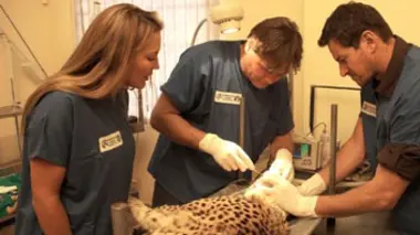 Un guépard chez le dentiste
