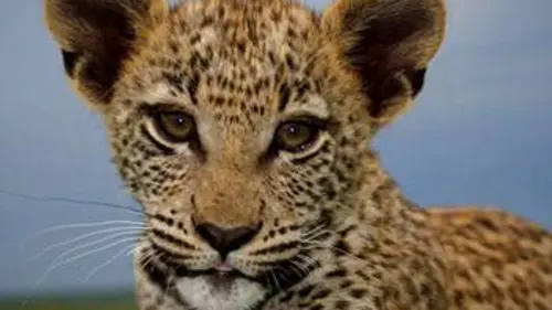 Orphelins de la nature S01E03 L'art du pistage