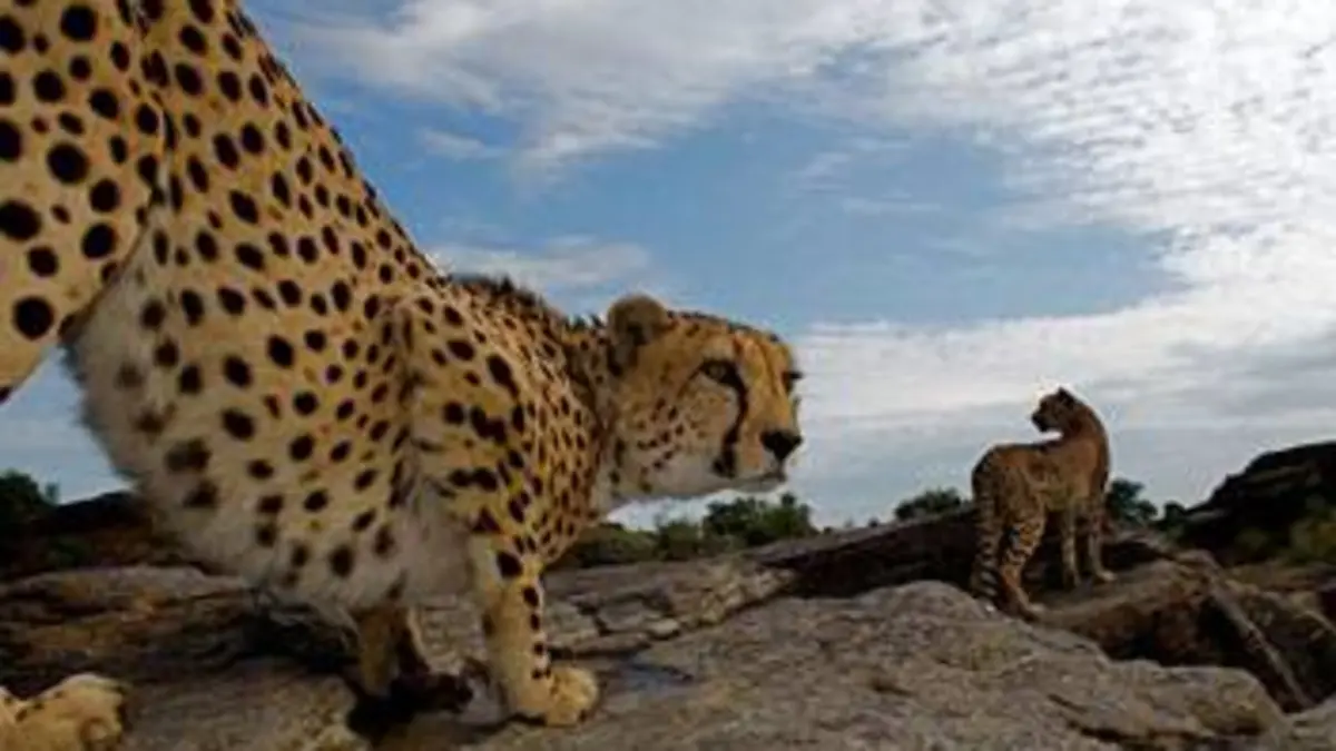 Orphelins de la nature S01E04 A la recherche du léopard