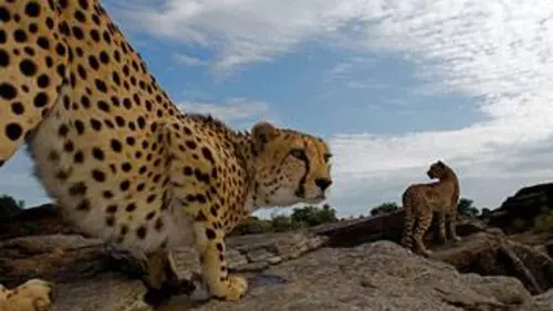 Casting Orphelins de la nature S01E04 A la recherche du léopard