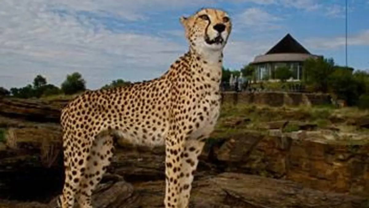 Orphelins de la nature S01E08 Danger : braconniers