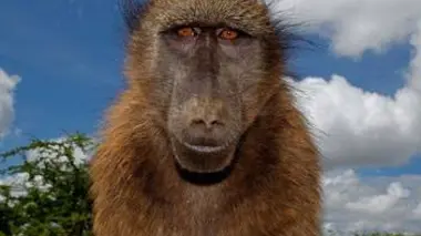 Les guépards d'Omaru