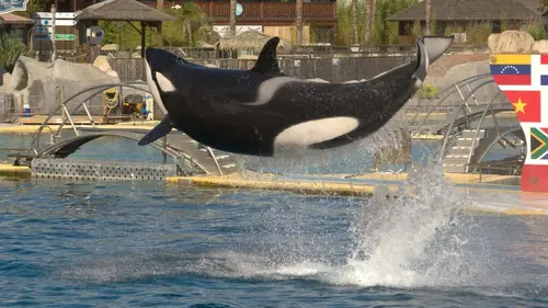 Orques, la fin du spectacle