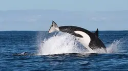 Sur Discovery Channel à 20h45 : Orques tueuses
