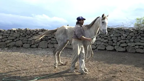 Oscar ou l'art d'apprivoiser les chevaux