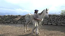Oscar ou l'art d'apprivoiser les chevaux