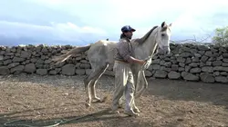 Oscar ou l'art d'apprivoiser les chevaux