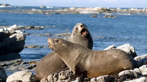 Otaries, les secrets de la survie