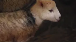 Où sont passées les hirondelles ?