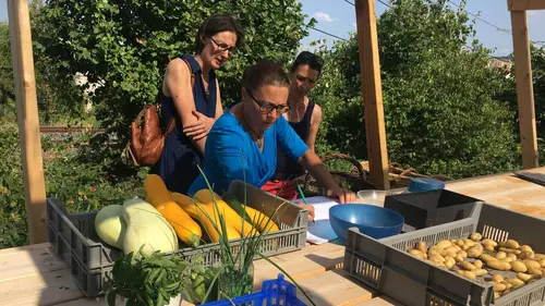 Où sont passées les hirondelles ?