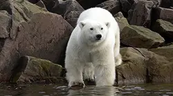 Visuel de Ours blancs en quête de banquise
