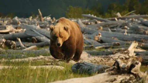 Ours d'Alaska E01 La cité des ours