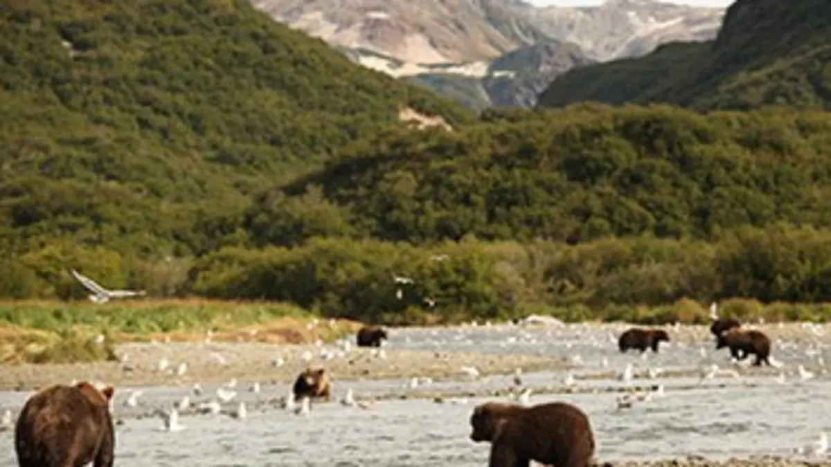 Ours d'Alaska E03 Les seigneurs de l'Arctique