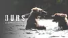 Ours, les derniers survivants