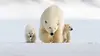 Ours polaires, opération de survie (2017)