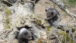 Visuel de Oursons perdus des Carpates