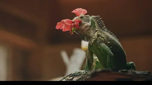 Casting Outre-mers secrets Héritage indien de La Réunion