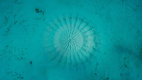 Pacifique E02 Un océan mystérieux