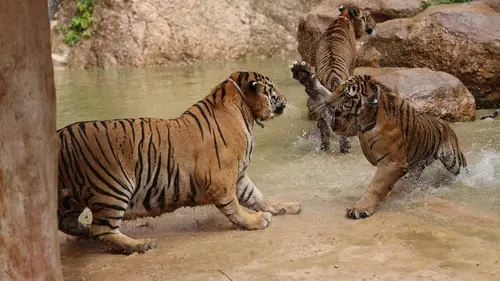 Pacifique S01E04 Cambodge et Thaïlande