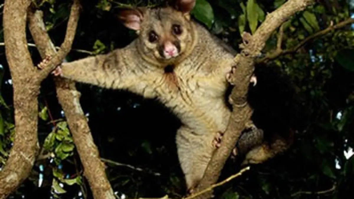 Pacifique sud S01E05 Splendeurs insolites