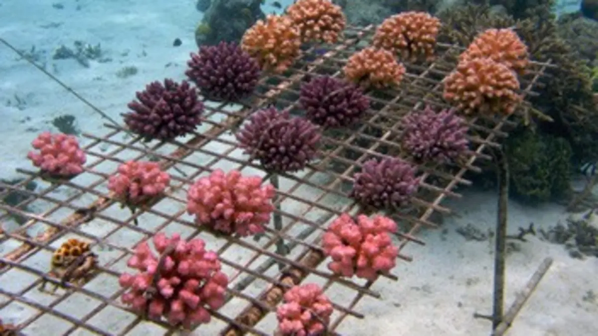 Pacifique sud S01E06 Un paradis fragile