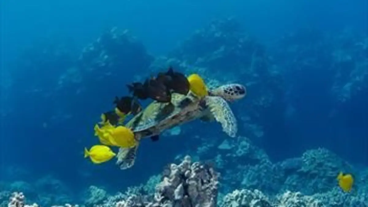 Pacifique sud S01E03 Plongée en profondeur