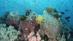 Visuel de Pacifique sud