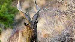 Pakistan, la beauté en sursis