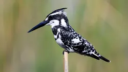 Pakistan, la beauté en sursis