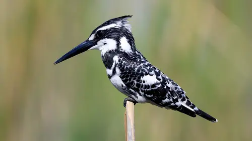 Pakistan, la beauté en sursis Les zones humides