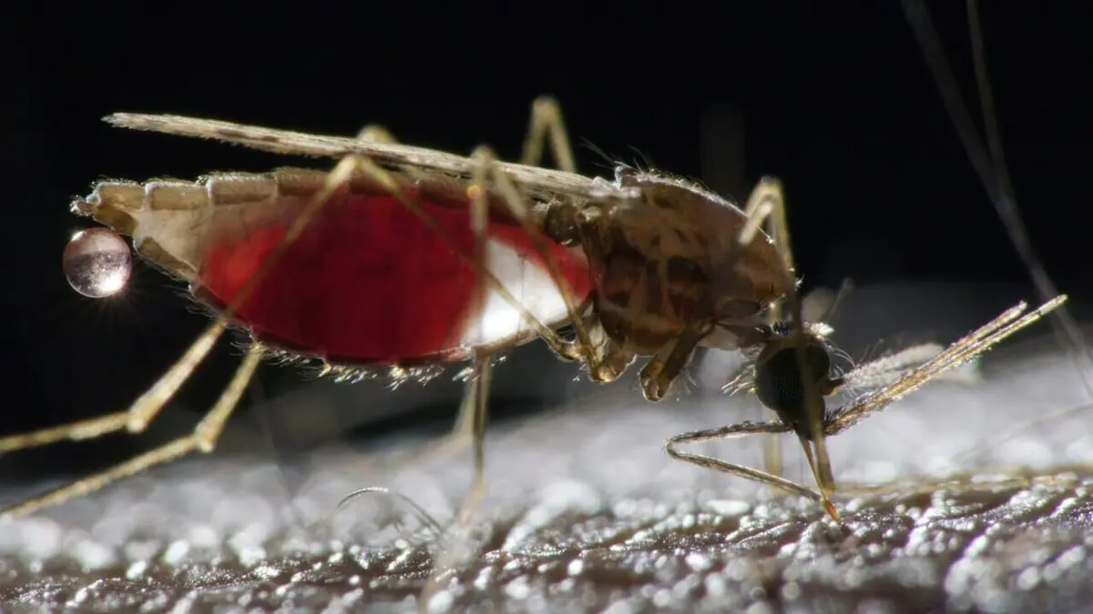 Paludisme, enfin l'espoir