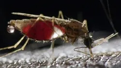 Paludisme, enfin l'espoir