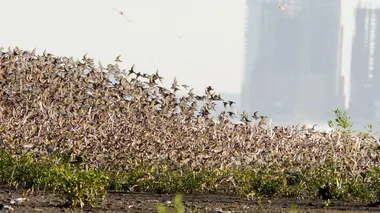 Panama, la passerelle des animaux migrateurs