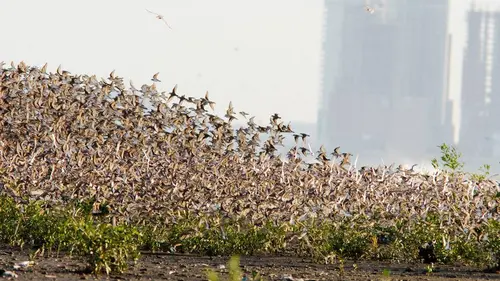 Panama, la passerelle des animaux migrateurs
