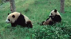 Visuel de Panda, né pour être libre