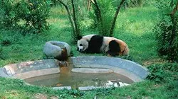 Visuel de Panda, né pour être libre