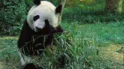 Visuel de Panda, né pour être libre