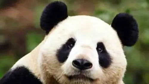 Panda, né pour être libre S01E06 Le temps de la liberté