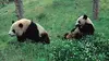 Panda, né pour être libre E04 Etre mère