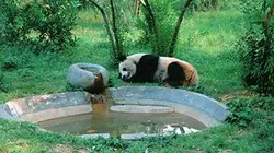 Panda, né pour être libre