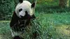 Panda, né pour être libre E03 Initiation à la vie sauvage