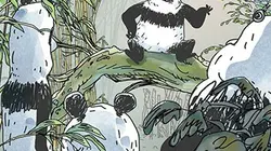 Visuel de Pandas dans la brume