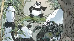 Pandas dans la brume
