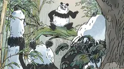 Pandas dans la brume