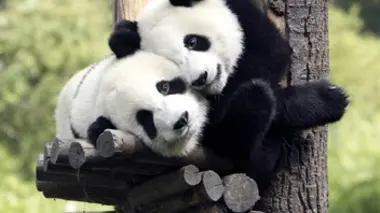 Pandas Wild Move