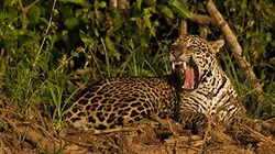 Visuel de Pantanal, le dernier sanctuaire du jaguar