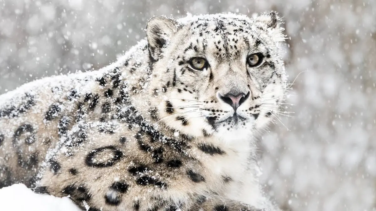 Panthère des neiges