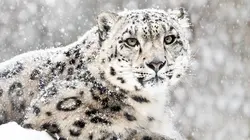 Panthère des neiges